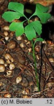 Ginkgo biloba (miłorząb dwuklapowy)