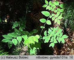 Gymnocladus dioica (kłęk amerykański)