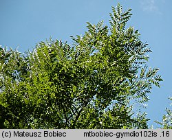 Gymnocladus dioica (kłęk amerykański)