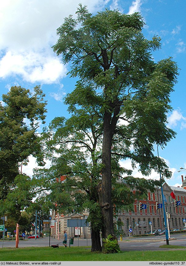 Gymnocladus dioica (kłęk amerykański)