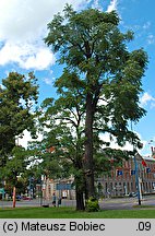 Gymnocladus dioica (kłęk amerykański)