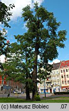 Gymnocladus dioica (kłęk amerykański)