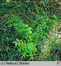 Gymnocladus dioica (kłęk amerykański)