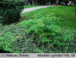 Gymnocladus dioica (kłęk amerykański)