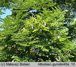 Gymnocladus dioica (kłęk amerykański)