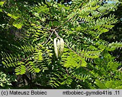 Gymnocladus dioica (kłęk amerykański)