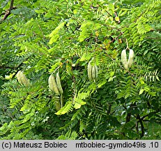 Gymnocladus dioica (kłęk amerykański)