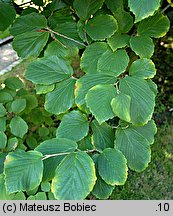 Hamamelis ×intermedia (oczar pośredni)