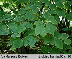 Hamamelis japonica (oczar japoński)