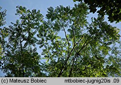 Juglans nigra (orzech czarny)