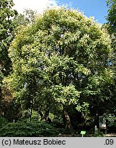 Koelreuteria paniculata (mydleniec wiechowaty)