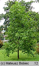 Liriodendron tulipifera (tulipanowiec amerykański)