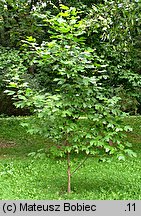 Liriodendron tulipifera (tulipanowiec amerykański)