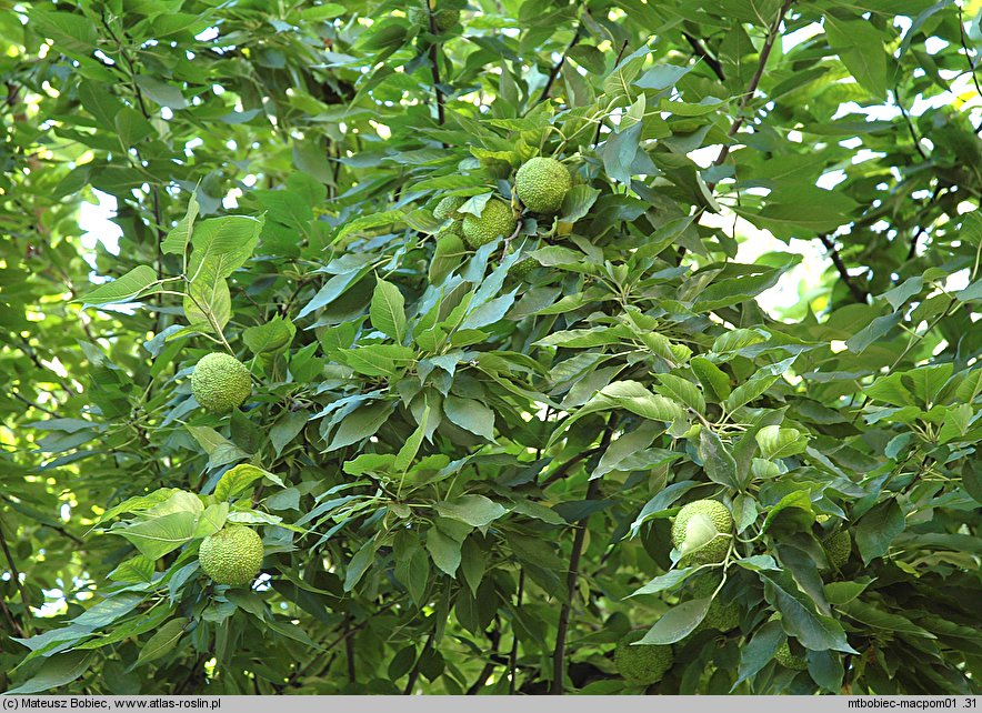 Maclura pomifera (żółtnica pomarańczowa)