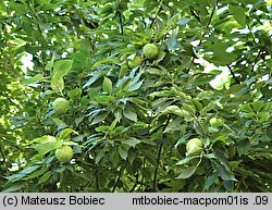 Maclura pomifera (żółtnica pomarańczowa)