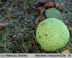 Maclura pomifera (żółtnica pomarańczowa)