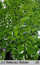 Magnolia acuminata (magnolia drzewiasta)