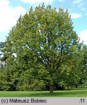 Magnolia acuminata (magnolia drzewiasta)