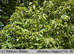 Magnolia acuminata (magnolia drzewiasta)