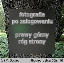 Ostrya carpinifolia (chmielograb europejski)
