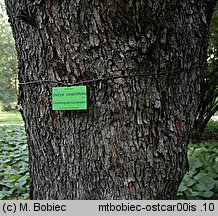 Ostrya carpinifolia (chmielograb europejski)