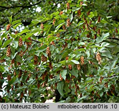 Ostrya carpinifolia (chmielograb europejski)