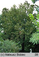 Ostrya carpinifolia (chmielograb europejski)