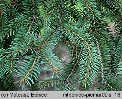 Picea mariana (świerk czarny)