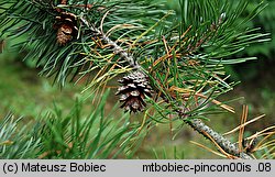 Pinus contorta (sosna wydmowa)