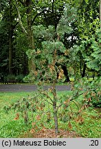 Pinus contorta (sosna wydmowa)