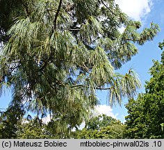 Pinus wallichiana (sosna himalajska)