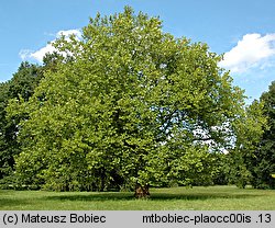 Platanus occidentalis (platan zachodni)