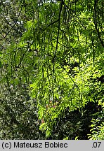 Pterocarya fraxinifolia (skrzydłorzech kaukaski)