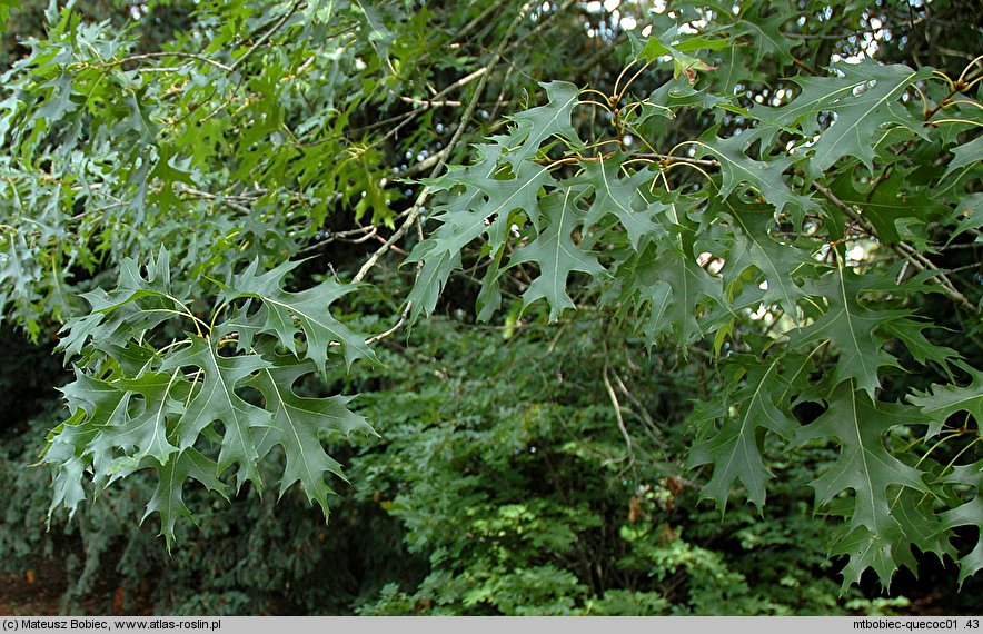 Quercus coccinea (dąb szkarłatny)