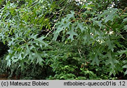 Quercus coccinea (dąb szkarłatny)
