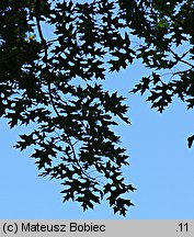 Quercus coccinea (dąb szkarłatny)