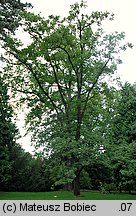 Quercus macranthera (dąb kaukaski)