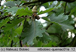 Quercus macranthera (dąb kaukaski)