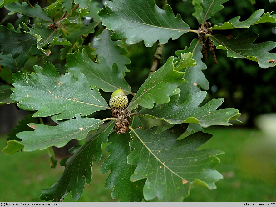 Quercus macranthera (dąb kaukaski)