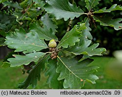 Quercus macranthera (dąb kaukaski)