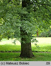 Quercus palustris (dąb błotny)