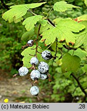 Ribes sanguineum (porzeczka krwista)