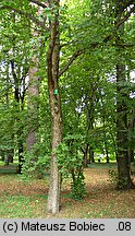 Sorbus torminalis (jarząb brekinia)