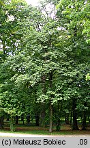 Sorbus torminalis (jarząb brekinia)