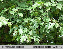 Sorbus torminalis (jarząb brekinia)