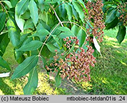 Euodia daniellii (ewodia hupejska)