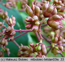 Tetradium daniellii (ewodia Daniella)