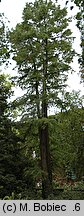 Taxodium distichum (cypryśnik błotny)