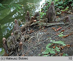 Taxodium distichum (cypryśnik błotny)