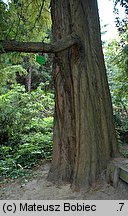 Taxodium distichum (cypryśnik błotny)